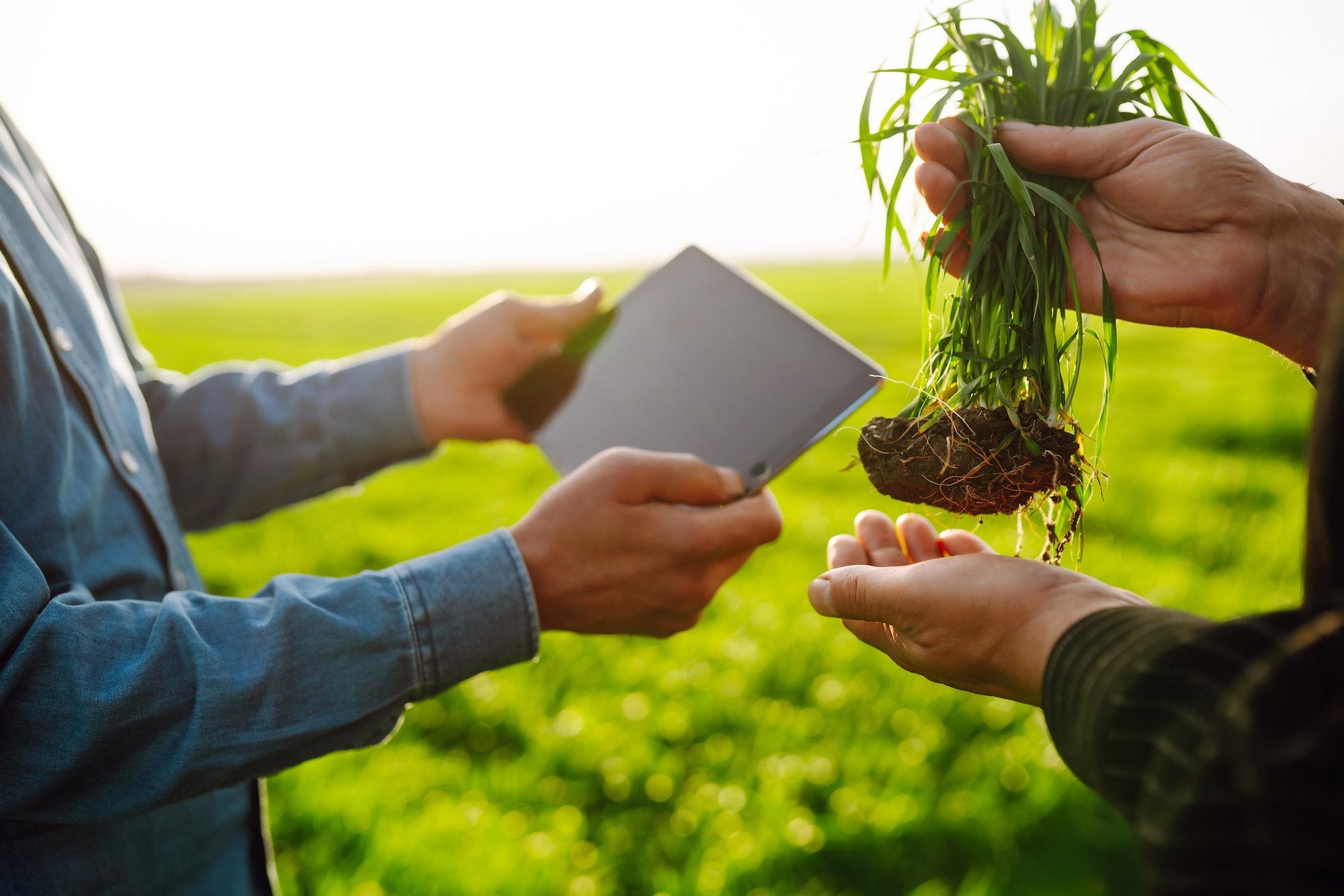 Two Farmers uses a specialized app on digital tablet for checking wheat. Agriculture,ecology concept